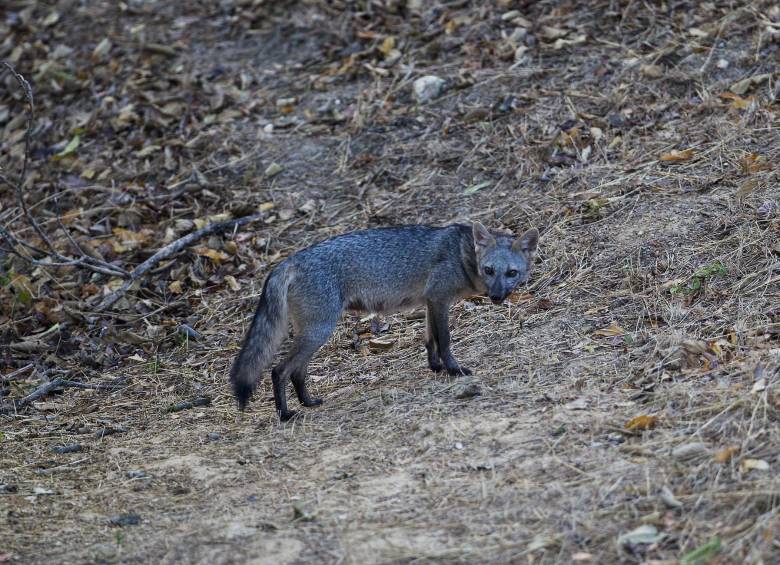Descripción: Presencia de zorro perro en el Valle de Aburrá Foto: Jaime Pérez Munévar