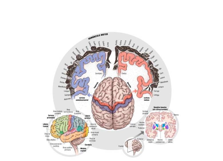 $!Moverse, cuando el cerebro baila