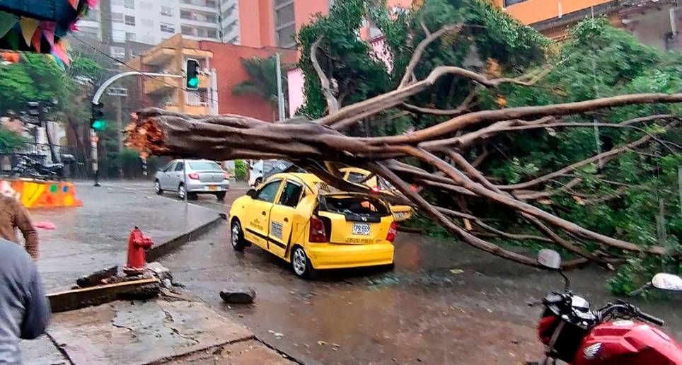 En 2023 van 107 árboles caídos en Medellín, ¿quién responde?